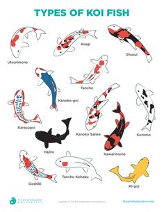 the types of koi fish in different colors and sizes are shown on this page