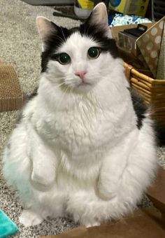 a black and white cat sitting on the floor