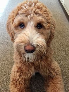 a brown dog is sitting on the floor