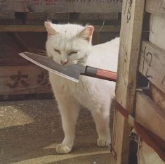 a white cat holding a knife in its mouth