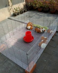 two small dogs are sitting in a cage on the ground next to a red fire hydrant