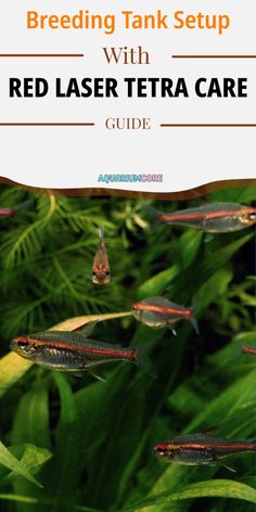 red laser tetra care guide with text overlay reading breeding tank setup with red laser tetra care