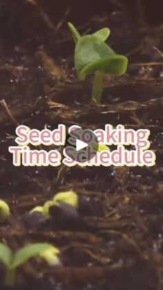 seed sowing time and schedule in the ground with small plants sprouting from it