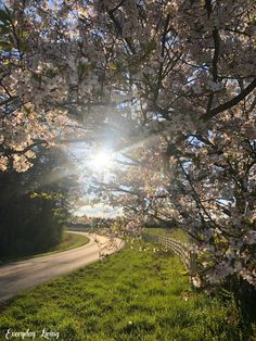 the sun shines through the branches of blossoming trees along a country road on a sunny day