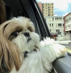 a small white and brown dog sitting in the passenger seat of a car next to a woman