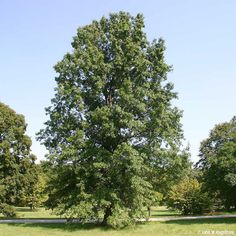 a large tree in the middle of a grassy area with lots of trees around it