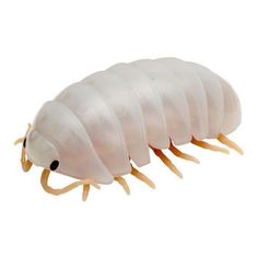 an image of a cockroach that is on the white background with clippings