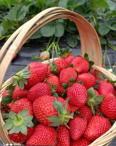 a basket filled with lots of ripe strawberries