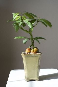 a potted plant sitting on top of a white table