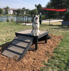 a dog sitting on top of a ramp in the middle of some grass and dirt