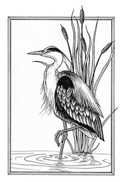 a black and white drawing of a bird standing in water with reeds behind it