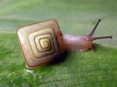 a close up of a snail on a green leaf