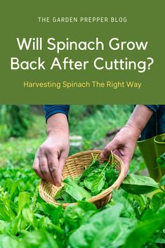 will spinach grow back after cutting Starting Vegetable Seeds, Red Vines, Agriculture Education, Growing Tips, Planting Vegetables, Vegetable Garden, Agriculture, Spinach, To Grow