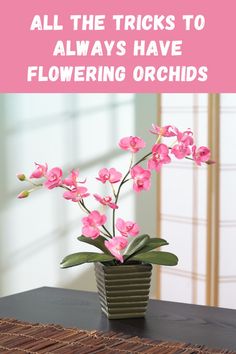 pink flowers in a vase with text overlay that reads, all the tricks to always have flowering orchids