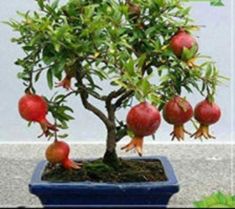 a bonsai tree in a blue pot with green leaves and red fruit on it