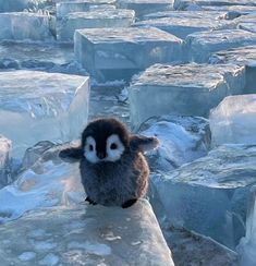 a small penguin sitting on top of ice blocks in the snow and looking at the camera