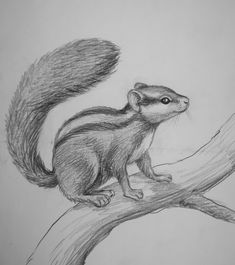 a pencil drawing of a squirrel on a branch