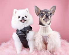 two small dogs are dressed in clothes and posing for the camera on a pink background