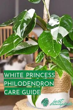 a potted plant sitting on top of a table next to a chair with the words white princess phlodendron care guide