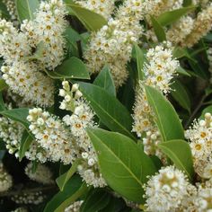 white flowers are blooming on green leaves