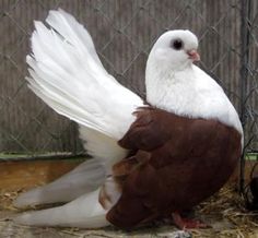 a white and brown bird sitting on top of hay in front of a chain link fence