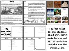 Snakes Mini Unit This is a Snakes Mini Unit that will provide students with resources from the beginning to end of a unit. This unit will leave students feeling more knowledgeable about this animal species and equipped to tackle any and all comprehensive activities related to snakes. This unit is great for middle school students. What You Get: You will receive a zip file that includes:1. Nine zip folders with materials for each type of animal. Material folders will consist of b...