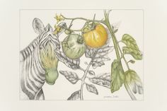 a pencil drawing of a zebra and tomato plant