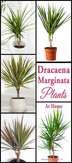 four different types of plants in pots with the words dracaena marginala plants at home