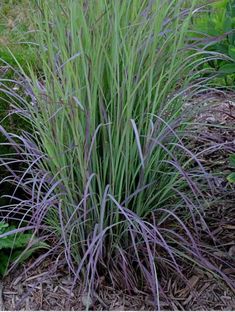 some very pretty purple plants in the grass