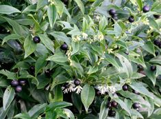 some black berries are growing on the tree