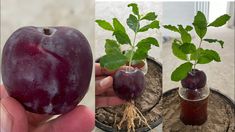 there are two pictures of plums in the same pot and one is growing out of it