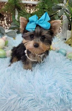 a small dog with a blue bow on its head sitting on a fluffy blanket in front of christmas decorations