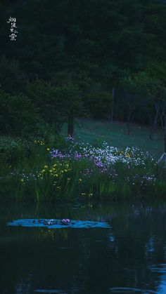 a pond filled with lots of water surrounded by lush green grass and flowers at night