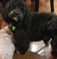 a small black dog standing next to a stuffed animal