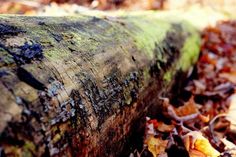 a close up of a tree trunk in the woods