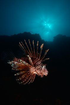 a lionfish swims in the dark water near an underwater diver's boat