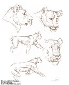 four different types of lions drawn in pencil