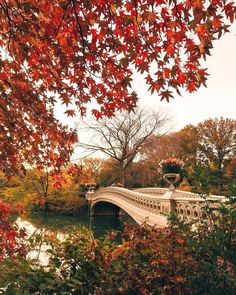 a white bridge surrounded by trees with red leaves