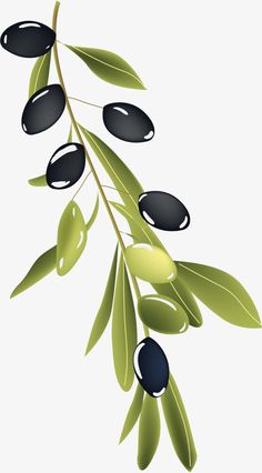 an olive branch with green leaves and black olives