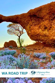 a rock formation with a tree in the middle and blue flowers growing out of it