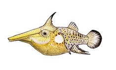 a drawing of a fish that is yellow and black with white spots on it's face