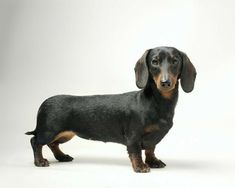 a small black and brown dog standing in front of a white background