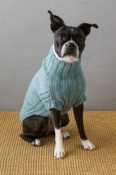 a black and white dog wearing a blue sweater sitting on top of a brown rug