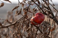 an apple that is sitting on a tree branch