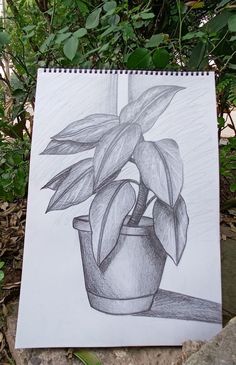 a drawing of a potted plant on a rock