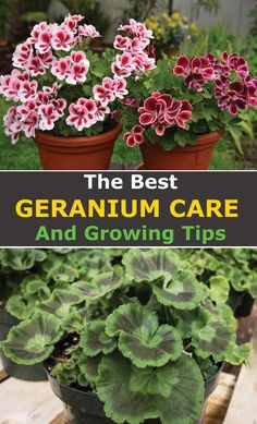 the best geranium care and growing tips for beginners to grow in pots