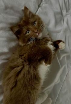 a brown and white cat laying on its back with it's paws in the air