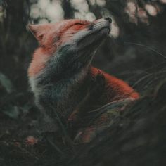 a red fox sitting in the woods looking up