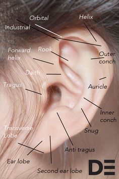 an ear labeled in different parts of the human body, with words describing their functions