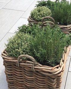 three wicker baskets with plants in them on the ground